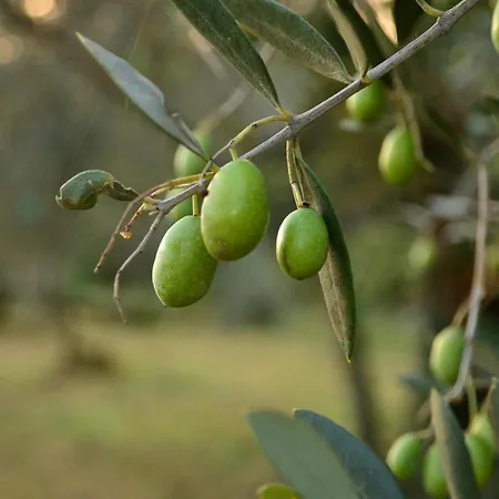 Il Rovero Διαμέρισμα