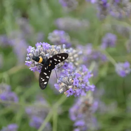 Il Rovero Castion Veronese