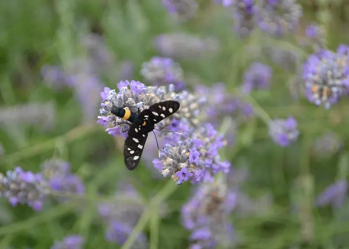 Il Rovero Castion Veronese